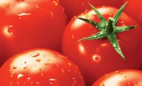 Tomate maduro de hacer 1/2 kg